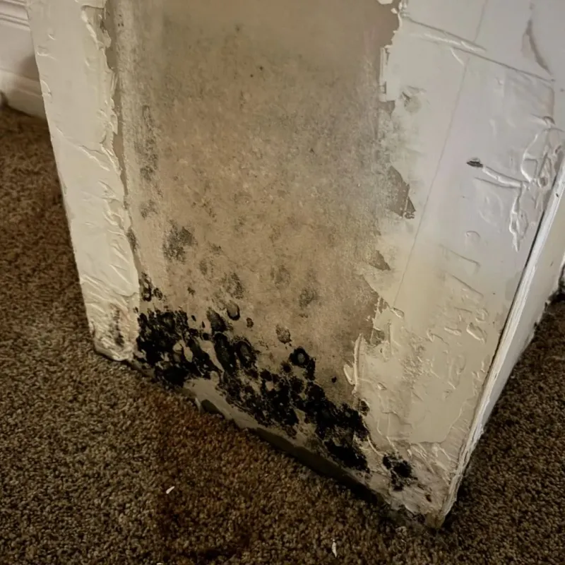 Professional Mold Removal in Harnett County, NC